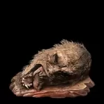 狮子猿之断绝不死